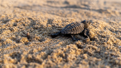 Golfina turtle in a mexican beach. newborn baby green golfina turtle approaching sea for first time after breaking egg.