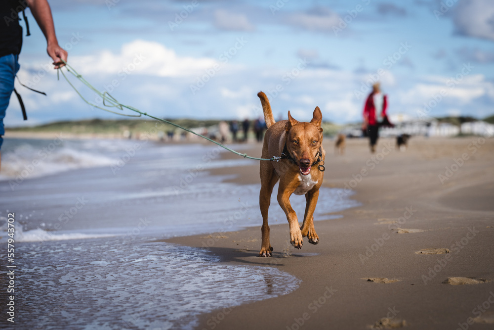 Podenco Hund am Strand der Nordsee Podenco Hund am Strand der Nordsee