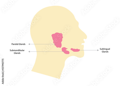 Men lateral view with the three salivary glands  photo