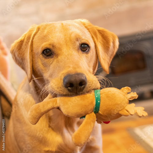 Cute yellow labrador puppy holding a toy in a cosy living room.
