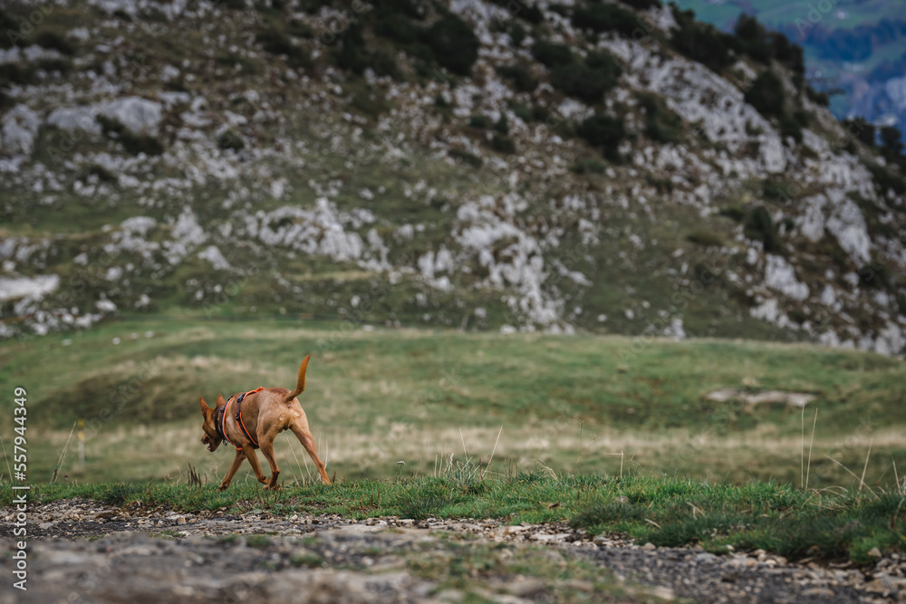 Podenco, Hund in der Natur