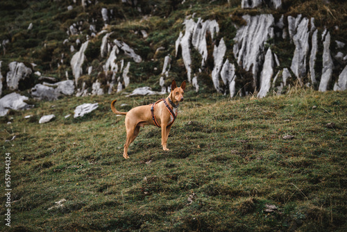 Brauner Hund in Schweizer Landschaft