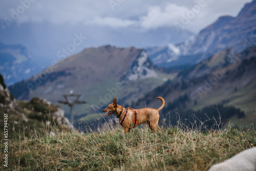 Podenco, Hund in den Bergen
