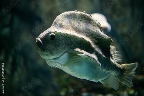 Porträt eines Mondfisches ( Mola Mola) - Mondfische sind die schwersten Knochenfische der Welt. Sie fressen Quallen, werden bis zu 3 m lang und sind sehr selten