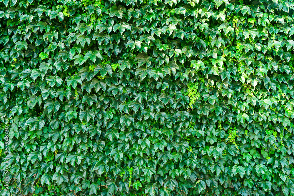 Green plant wall background. Natural bush leaf for design garden Green plant wall background. Natural bush leaf for design garden