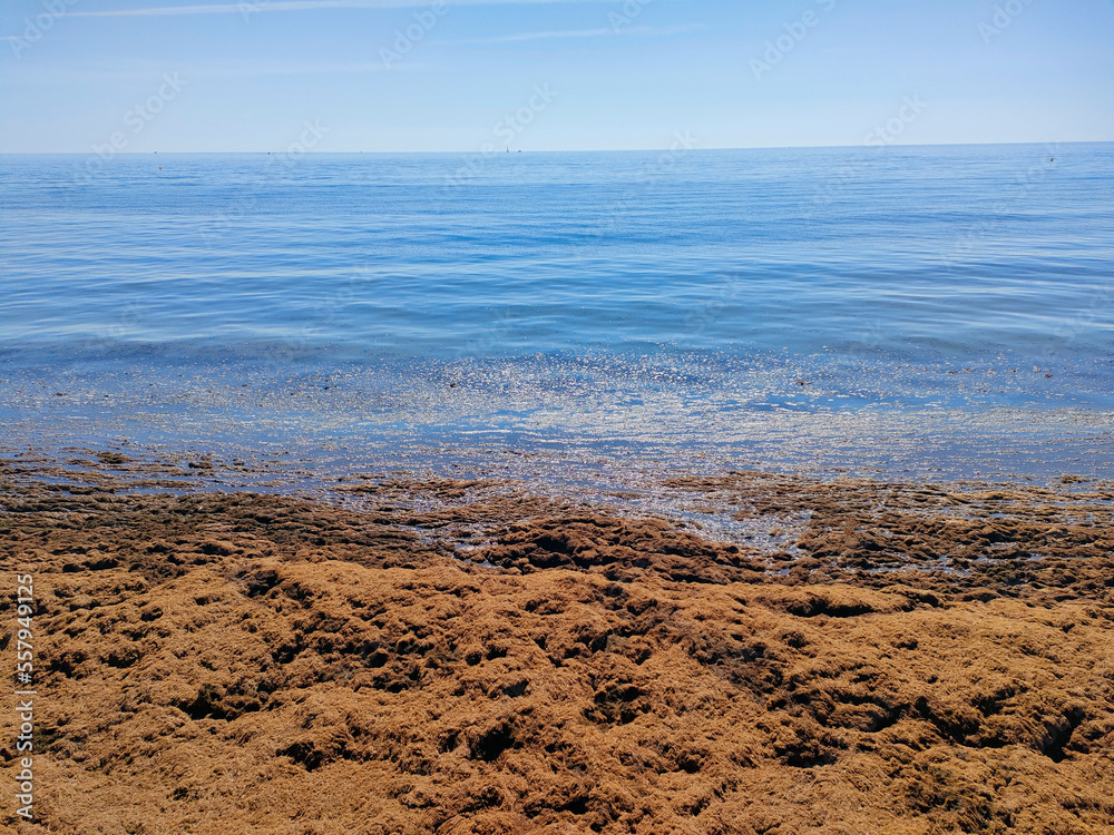algae infestation on a beach in Marbella, Spain algae infestation on a beach in Marbella, Spain