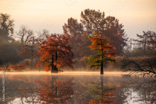 Arbres aux couleurs d'automne sur l'étang 