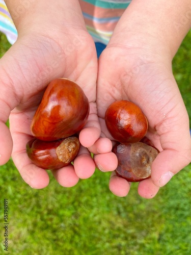 handful of chestnuts