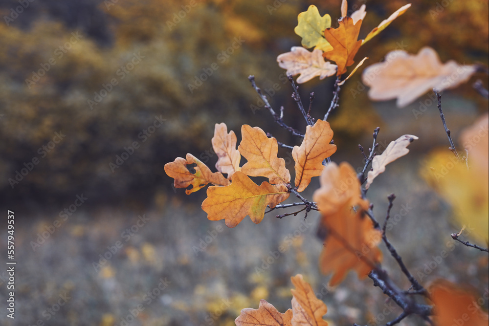 Autumn background. Late fall. Oak leaves on a branch. Cloudy weather, shallow depth of field, copy space. Autumn background. Late fall. Oak leaves on a branch. Cloudy weather, shallow depth of field, copy space.