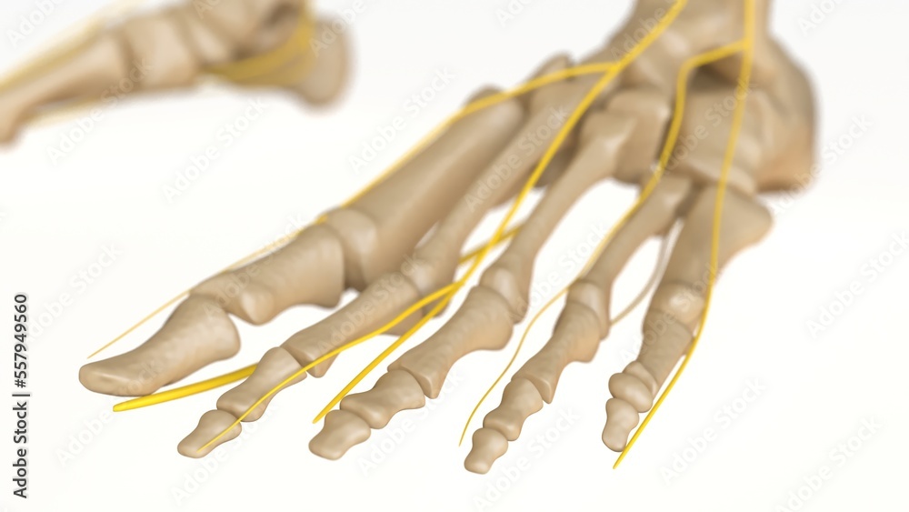 Human Skeleton Anatomy For medical concept 3D rendering Human Skeleton Anatomy For medical concept 3D rendering