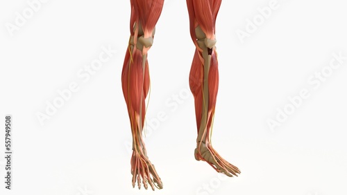 Human Muscle Anatomy For medical concept 3D rendering