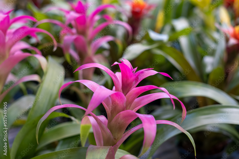 Pink Bromelia Blooming