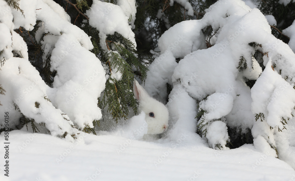 white hare in the forest in winter white hare in the forest in winter