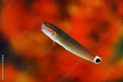 Tail spot blenny (Ecsenius stigmatura)  photo