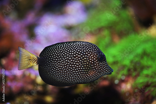 Rare and expensive ornamental fish Gem tang or White spotted surgeonfish (Zebrasoma gemmatum)   photo