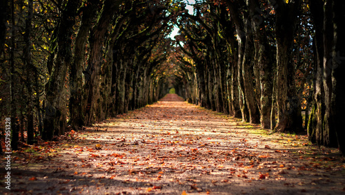 Allee im Herbst mit Blättern auf dem Boden.