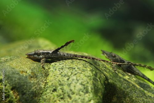 Royal Farlowella or Whiptail Catfish (Sturisoma sp.), a sucker mouth catfish that is found in the fast-flowing rivers and streams of South America photo