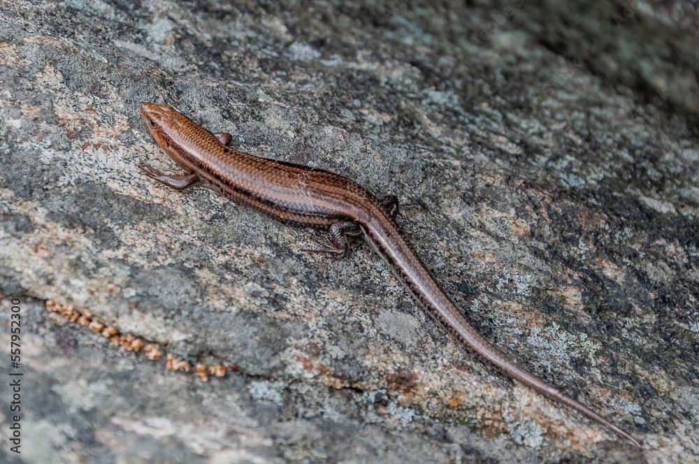 Salamander Basking in the Sun, Shenandoah National Park Virginia USA, Virginia Salamander Basking in the Sun, Shenandoah National Park Virginia USA, Virginia