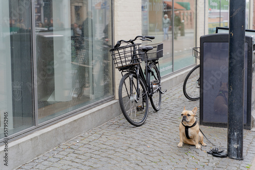 Dog breed French bulldog waiting for the owners.
