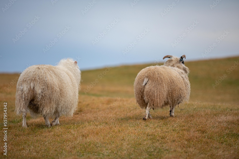 Fototapeta premium Mouton Islandais