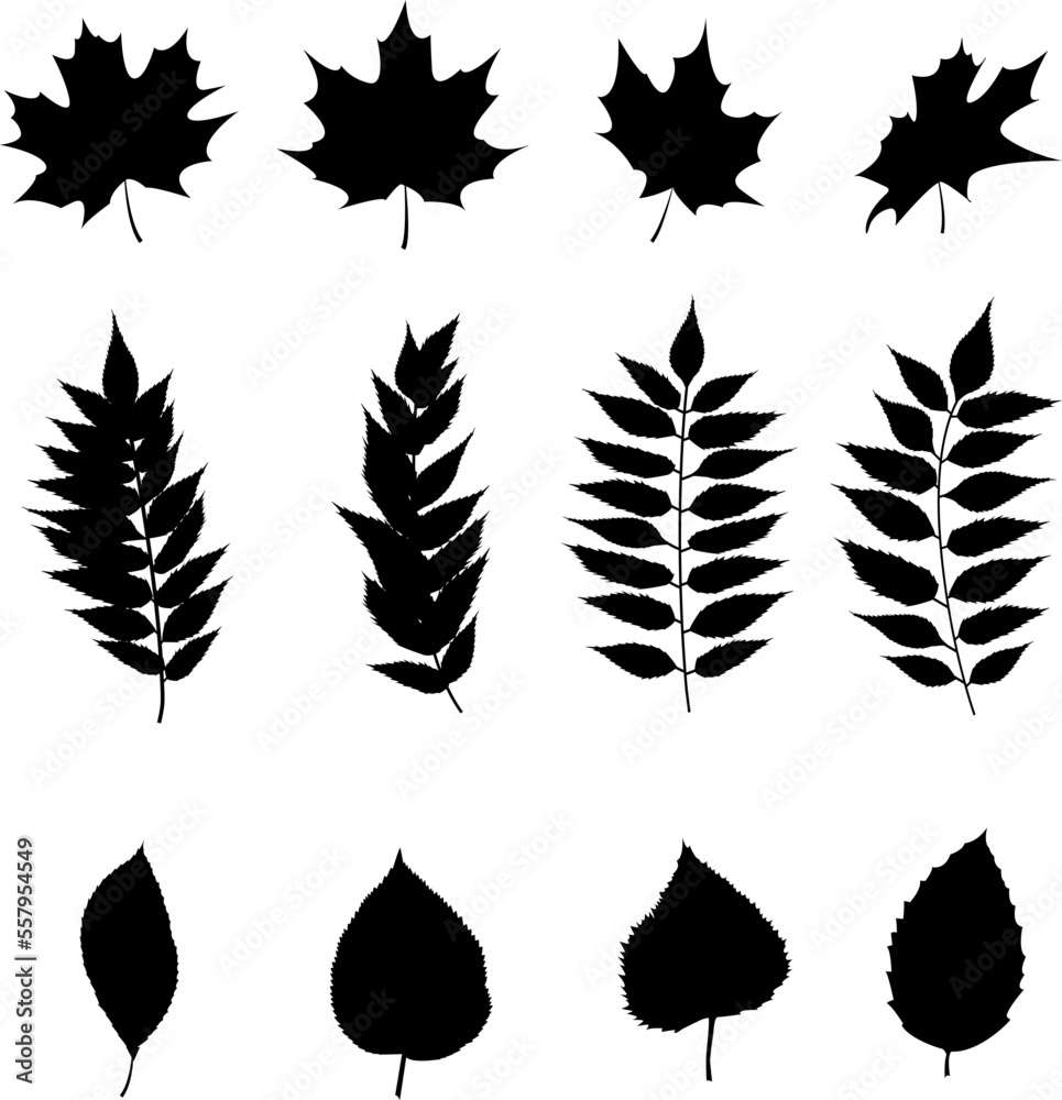 Vector leaves silhouettes on isolated white background. Highly detailed.	
