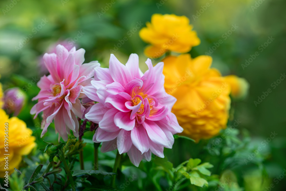 Dahlias and buttercups, pink and yellow spring flowers as decoration in the garden Dahlias and buttercups, pink and yellow spring flowers as decoration in the garden