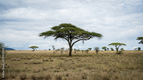 Acacia Tree in Serengeti National Park