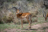 Impala in Serengeti National Park