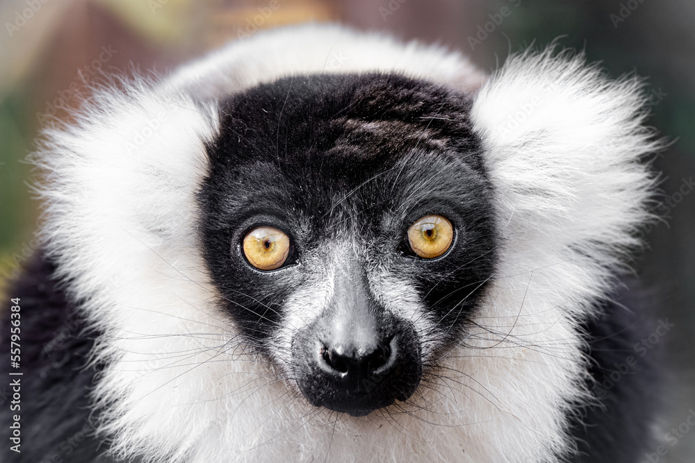 Fototapeta premium black and white ruffed lemur gets a close up on a sunny day in captivity