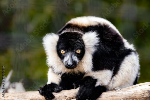 black and white ruffed lemur gets a close up on a sunny day in captivity
