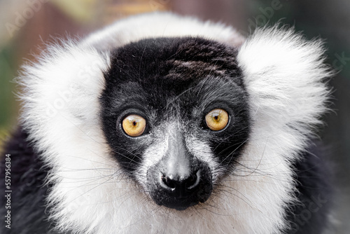 black and white ruffed lemur gets a close up on a sunny day in captivity