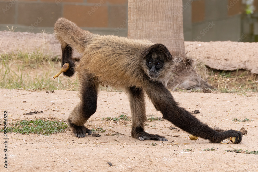 curious black handed spider monkey is in captivity on a sunny day Stock  Photo