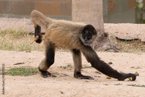 curious black handed spider monkey is in captivity on a sunny day