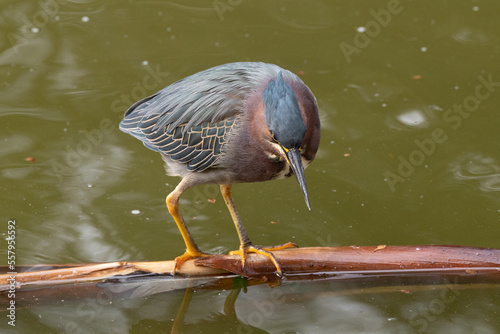 green heron is perched and watching on a sunny day in the wetlands