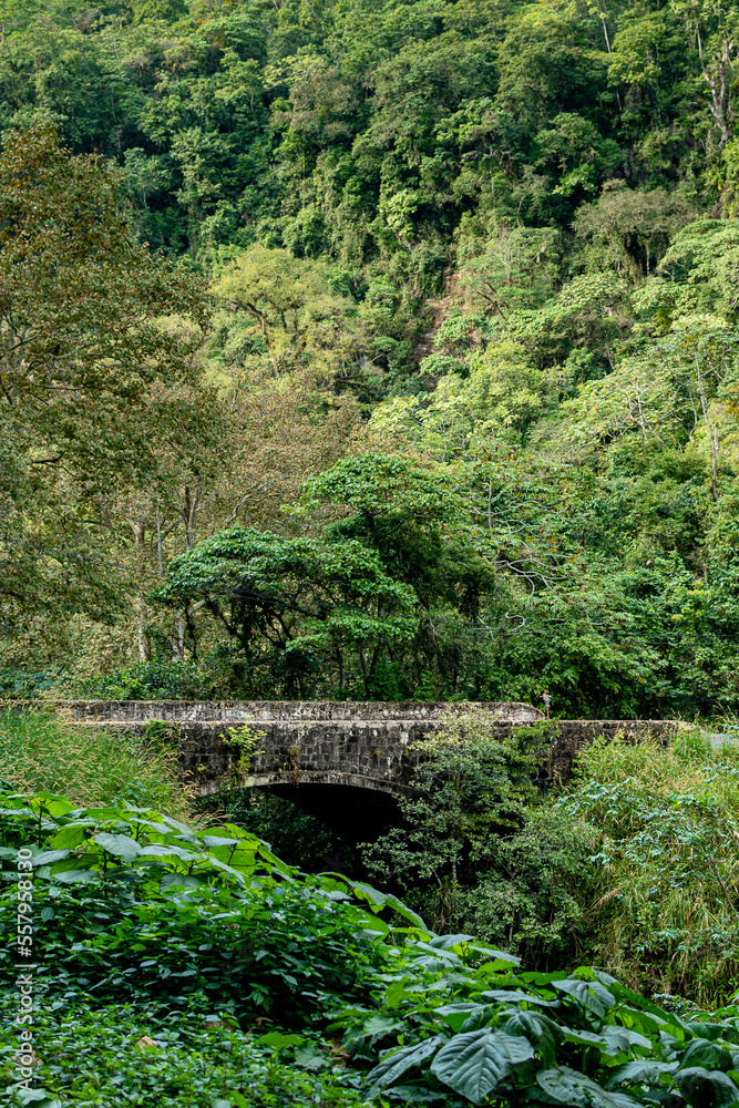 Paisaje selvático con un puente de piedra