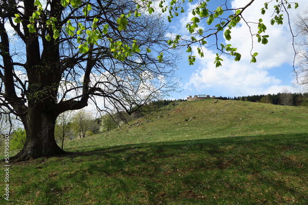 green natur with tree and grass above village of kremnica in slovakia with sights and locations with sunshine in summer green natur with tree and grass above village of kremnica in slovakia with sights and locations with sunshine in summer