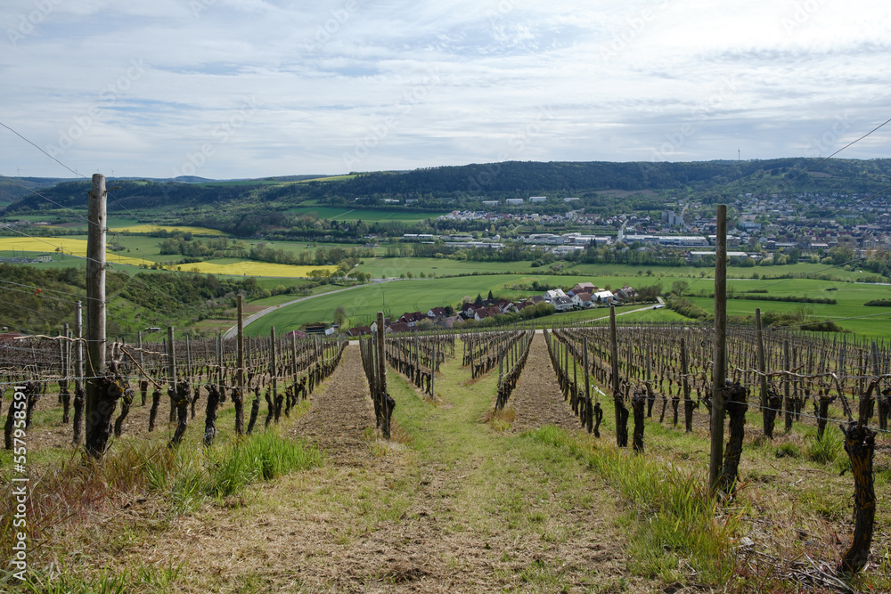 Grapevines at springtime in the sunlight in a German vineyard with view to the Taubertal. 