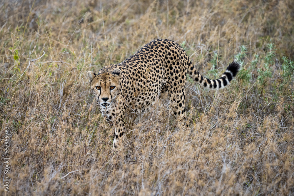 Obraz premium Cheetah in Serengeti National Park