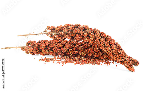 Red Italian millet twigs and seeds isolated on a white background. Healthy food for diabetes persons.