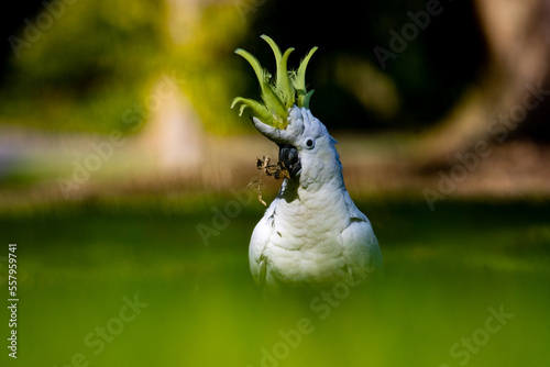 Sulfur crested cockatoo playing in the grass showing her beautiful yellow crest. Symbol of Australia. Sydney Park.  photo