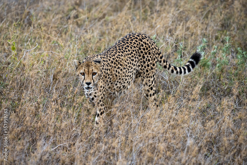Cheetah in Serengeti National Park