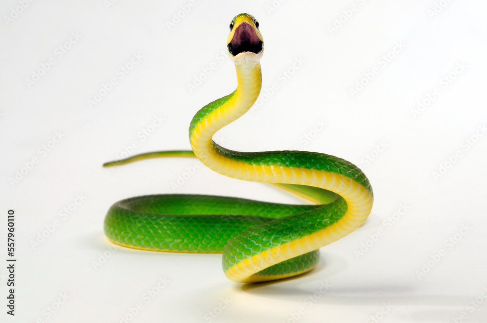 Fototapeta premium Raue Grasnatter // Florida Rough Greensnake (Opheodrys aestivus carinatus)