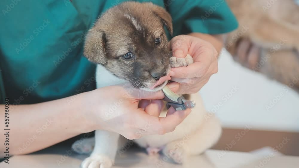 Checking the breath. Male veterinarian in work uniform listening to the breath of a small dog with a phonendoscope in veterinary clinic. Pet care concept Checking the breath. Male veterinarian in work uniform listening to the breath of a small dog with a phonendoscope in veterinary clinic. Pet care concept