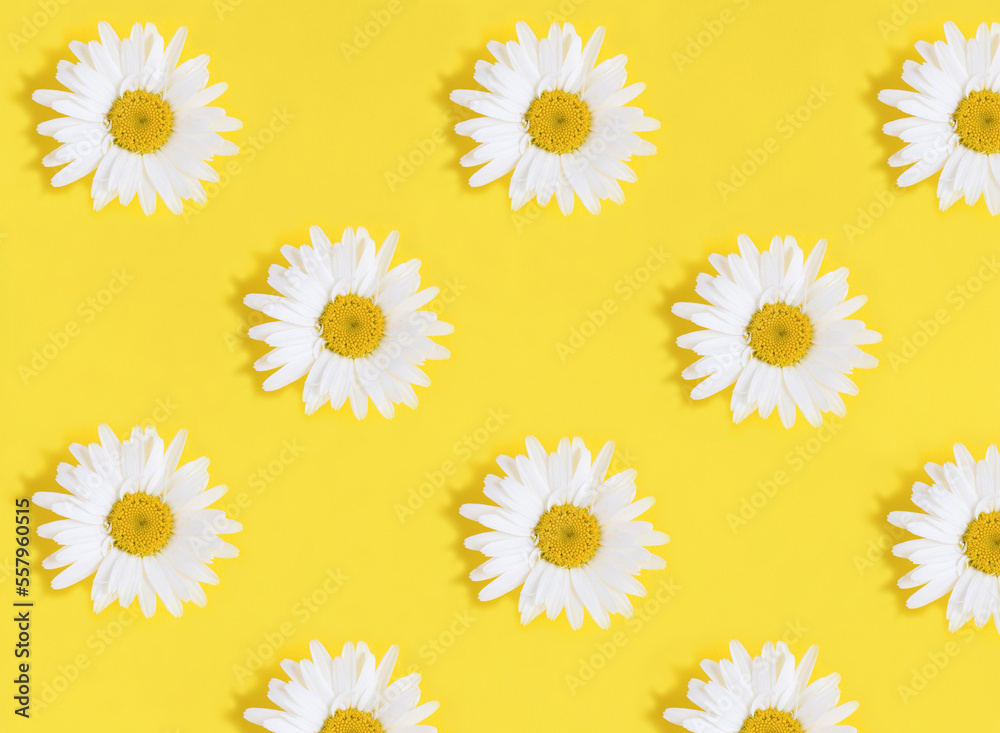 Top view of white chamomile on the yellow background. Pattern. Flat lay. Top view of white chamomile on the yellow background. Pattern. Flat lay.