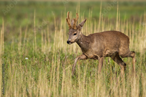 Roe deer, capreolus capreolus, with velvet antlers walking on long grass. Roebuck moving on meadow in spring nature. Brown mammal marching on field from side.