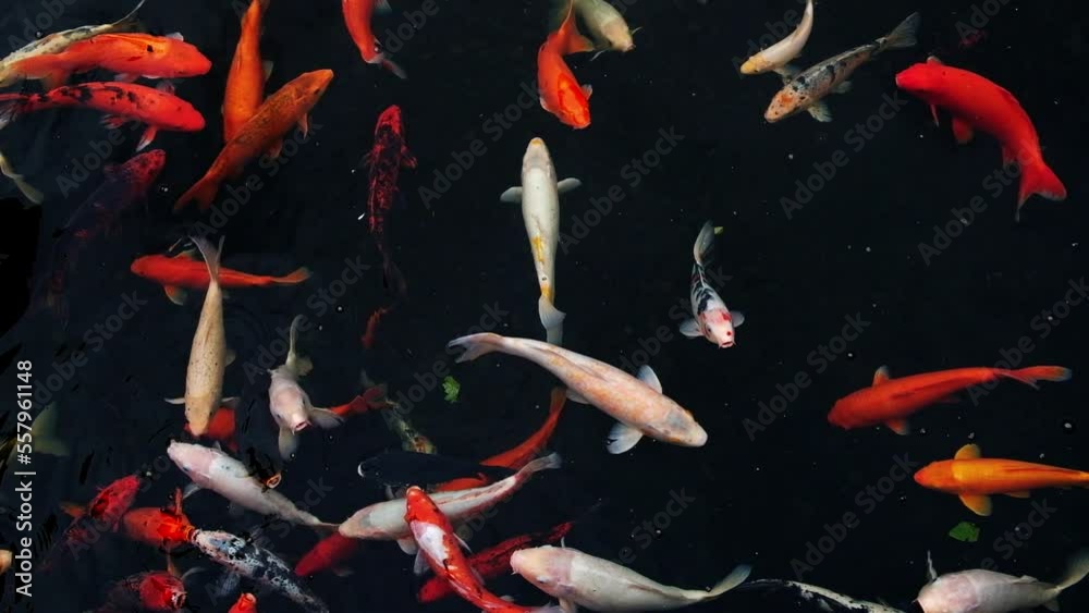 koi carp fish swarm - many colorful  fishes in water from above