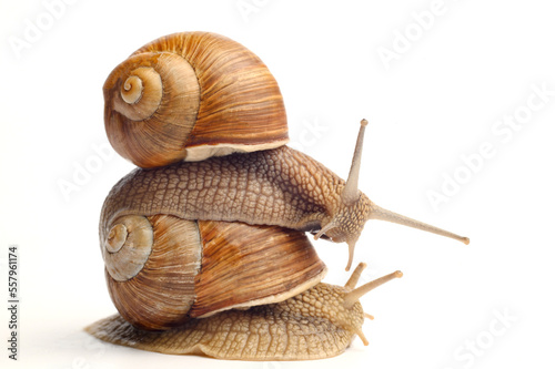  Two garden snails on a white background.Snail mucin cosmetic product concept, snail therapy. Snail farm.