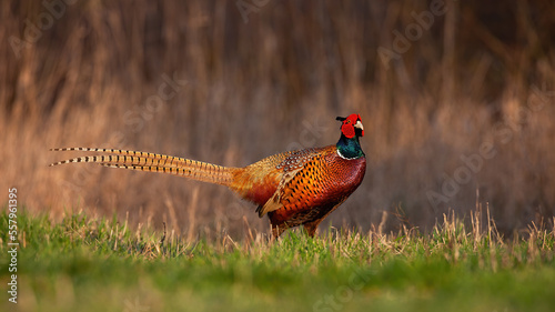 Common pheasant, phasianus colchicus, standing on field in spring nature. Male gamebird looking on meadow in springtime. Ring-necked bird observing on pasture