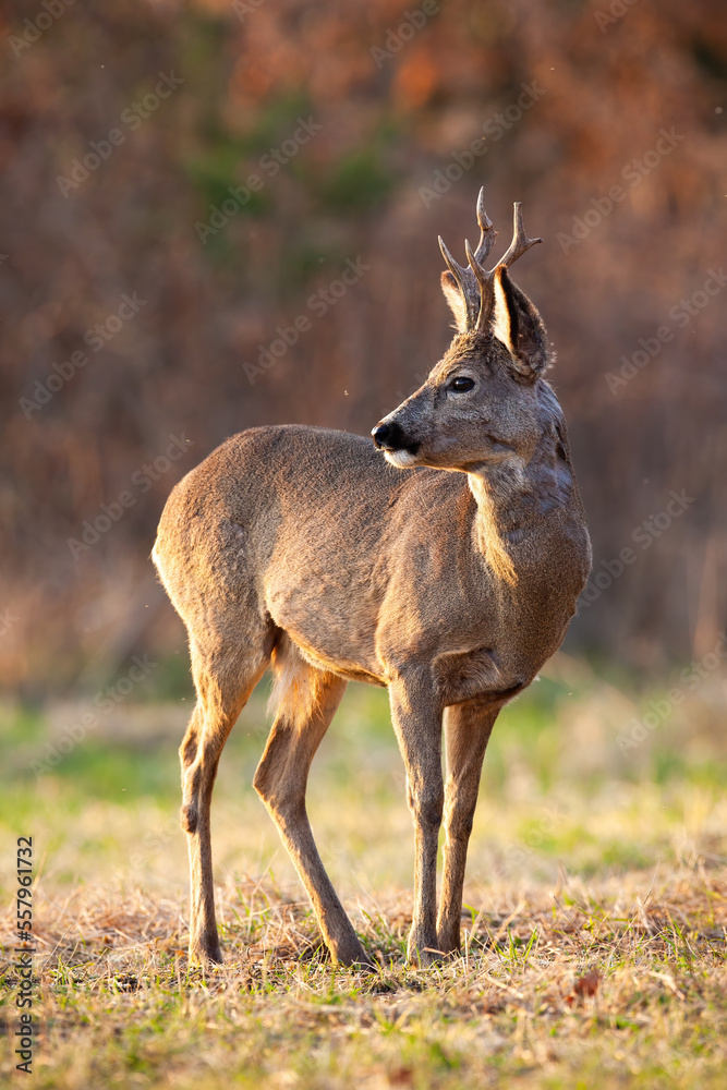 Roe deer, capreolus capreolus, observing on dry field in autumn in vertical shot. Roebuck looking back on pasture in fall. Brown mammal standing on field.