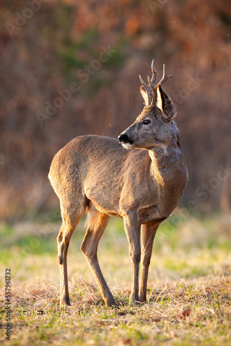 Fototapeta Naklejka Na Ścianę i Meble -  Roe deer, capreolus capreolus, observing on dry field in autumn in vertical shot. Roebuck looking back on pasture in fall. Brown mammal standing on field.